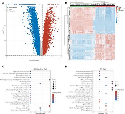 Comprehensive Bioinformatics Analysis to Identify the Gene HMMR Associated With Lung Adenocarcinoma Prognosis and Its Mechanism of Action in Multiple Cancers